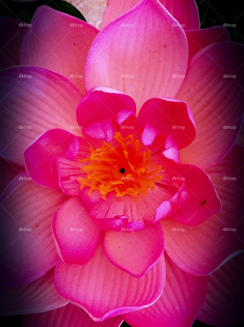 Pink lotus