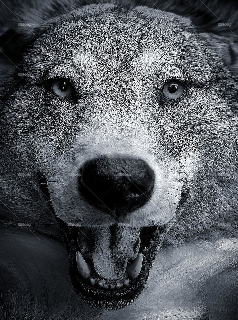 The muzzle of the white wolf is furious.  Sharp fangs are visible in the open mouth.  There is aggression in the eyes.  Black and white photo. Close-up