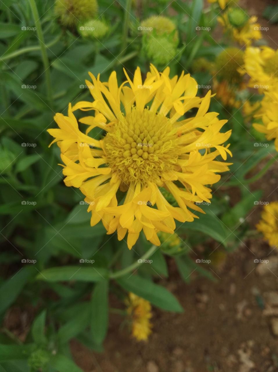 sunflower yellow seasonal fresh shurb small size looks very beautiful generally found everywhere