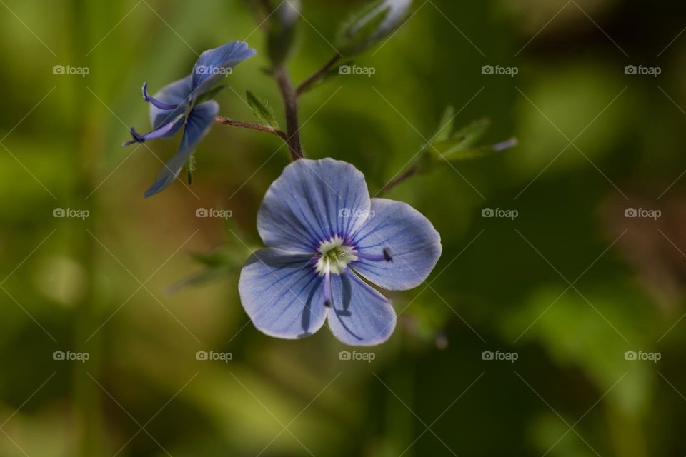 Spring in the garden 