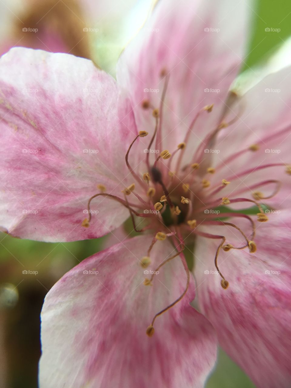 Blossoms in CT in May closeup