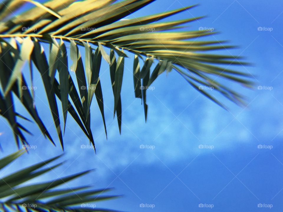 Palm leaves 