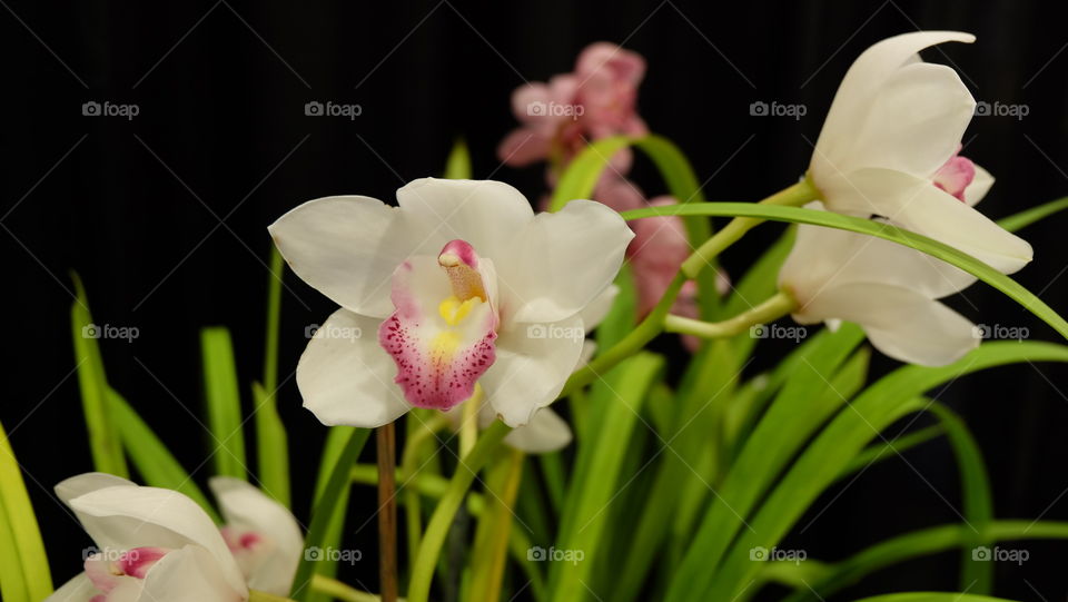 Orchids on a black background