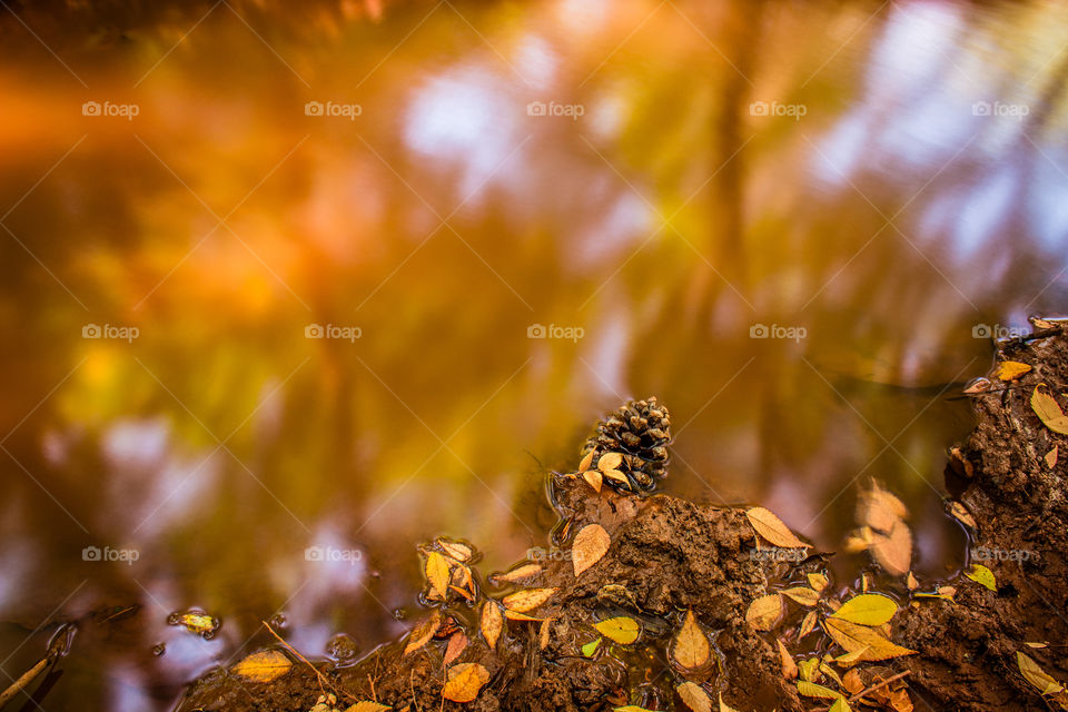 Pine cone in dirty brown water with some  yellow leafs that has fallen in and next to the water