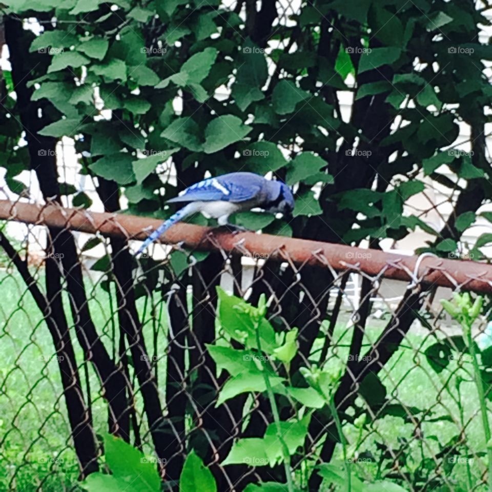 Blue jay on the fence