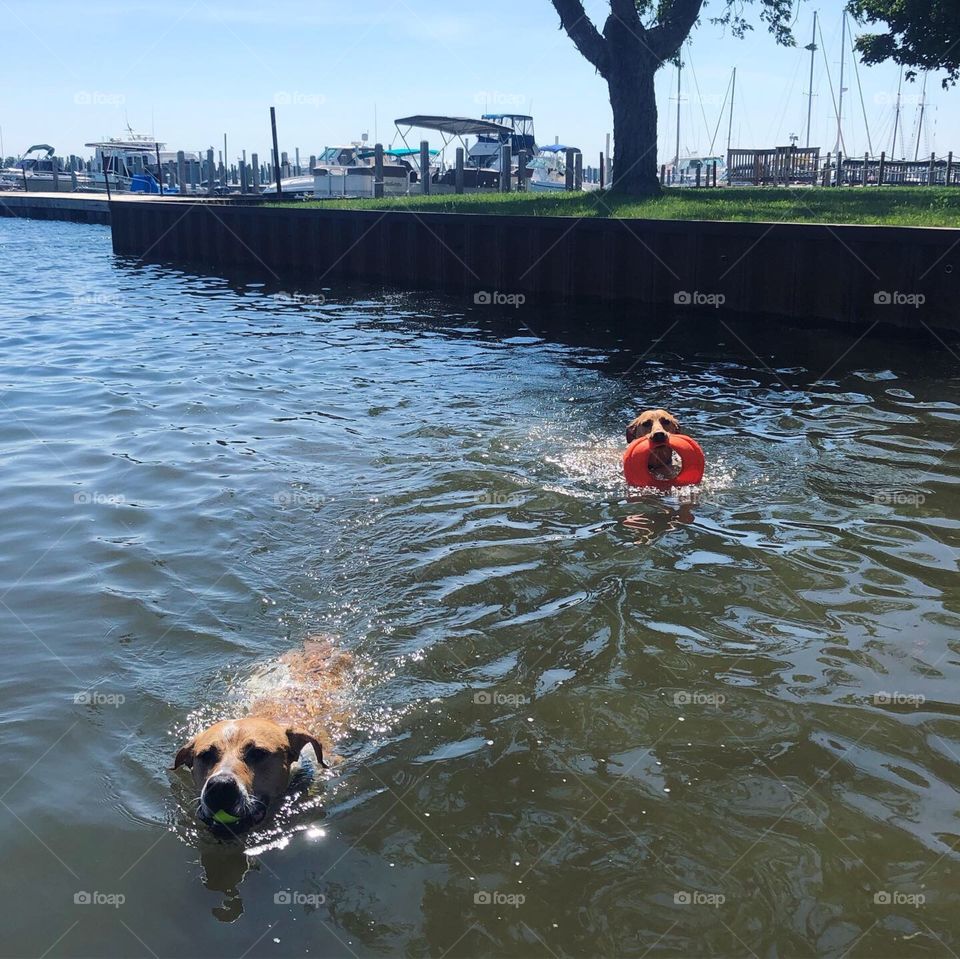 Swimming doggys 