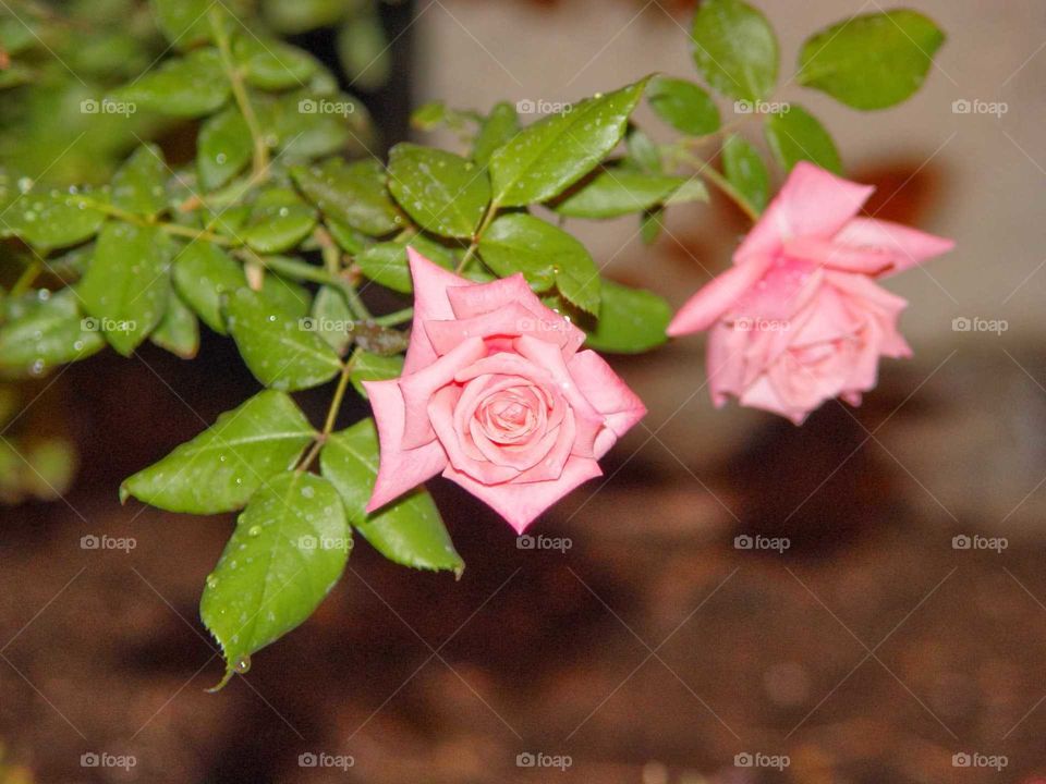 a close up photo of pink rose bud blooming
