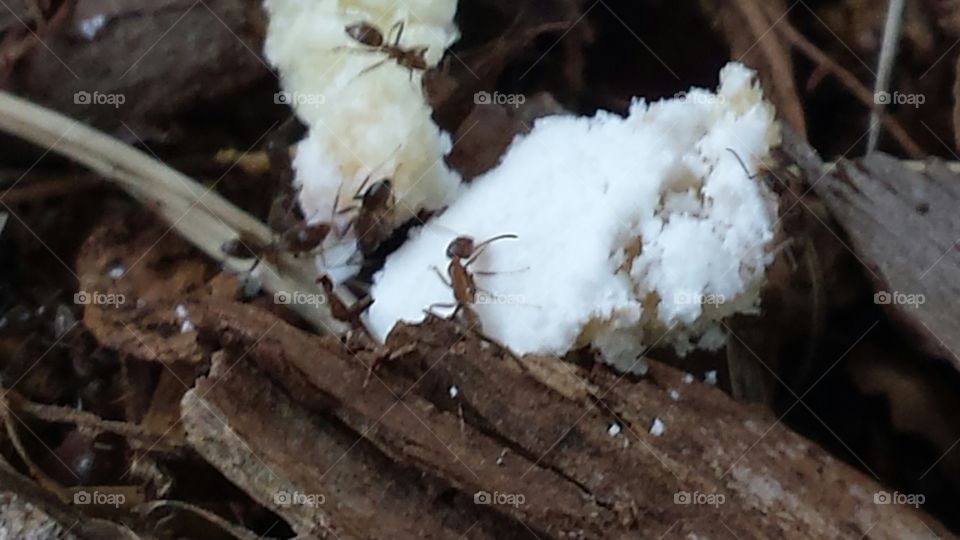 They climb through, under, and around in rapid speed to perform there assigned tasks. These tiny fellows are carrying a powdered donut back to home base.