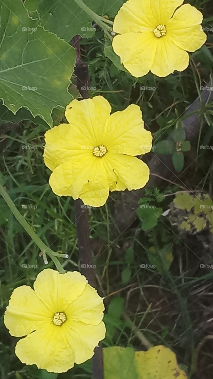 The flower is very nice click