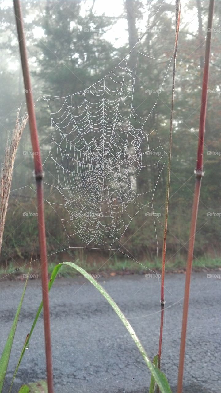 Dew covered web