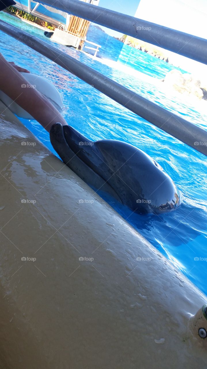 dolphin fun
