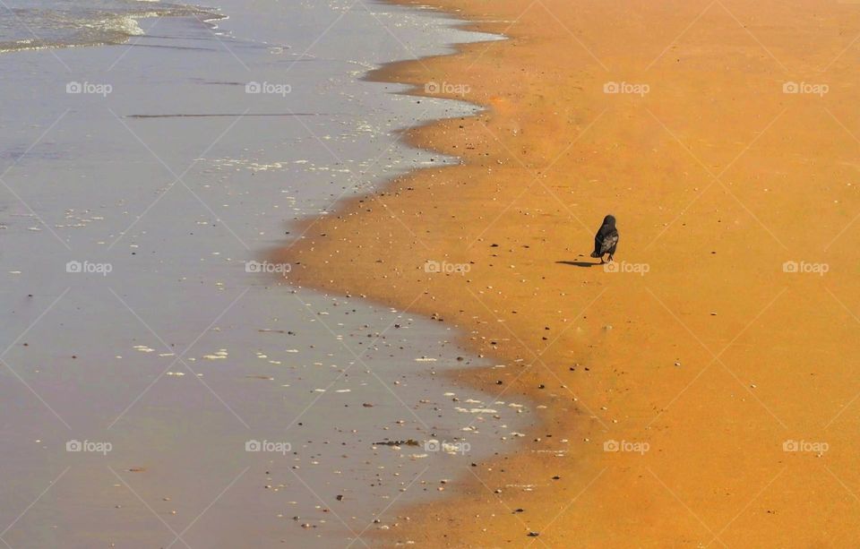 Crow on the beach