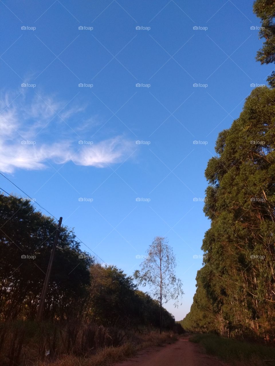 bem vindo foap natureza