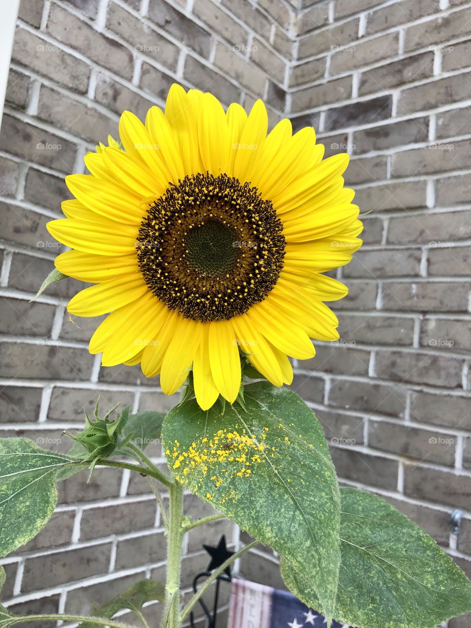 Sunflower leaf pollen 