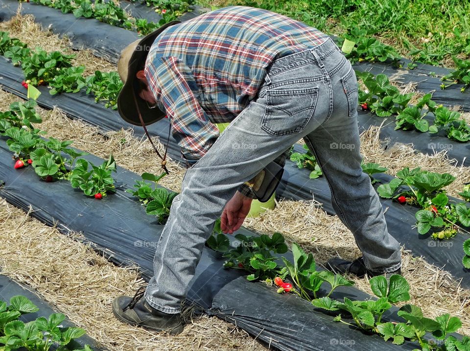 Farmer Bent Over His Crops