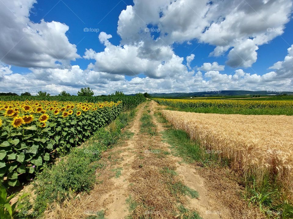 Dirty road between sunflower field in bloom and wheat fields decorated with beautiful stratus clouds in the sky