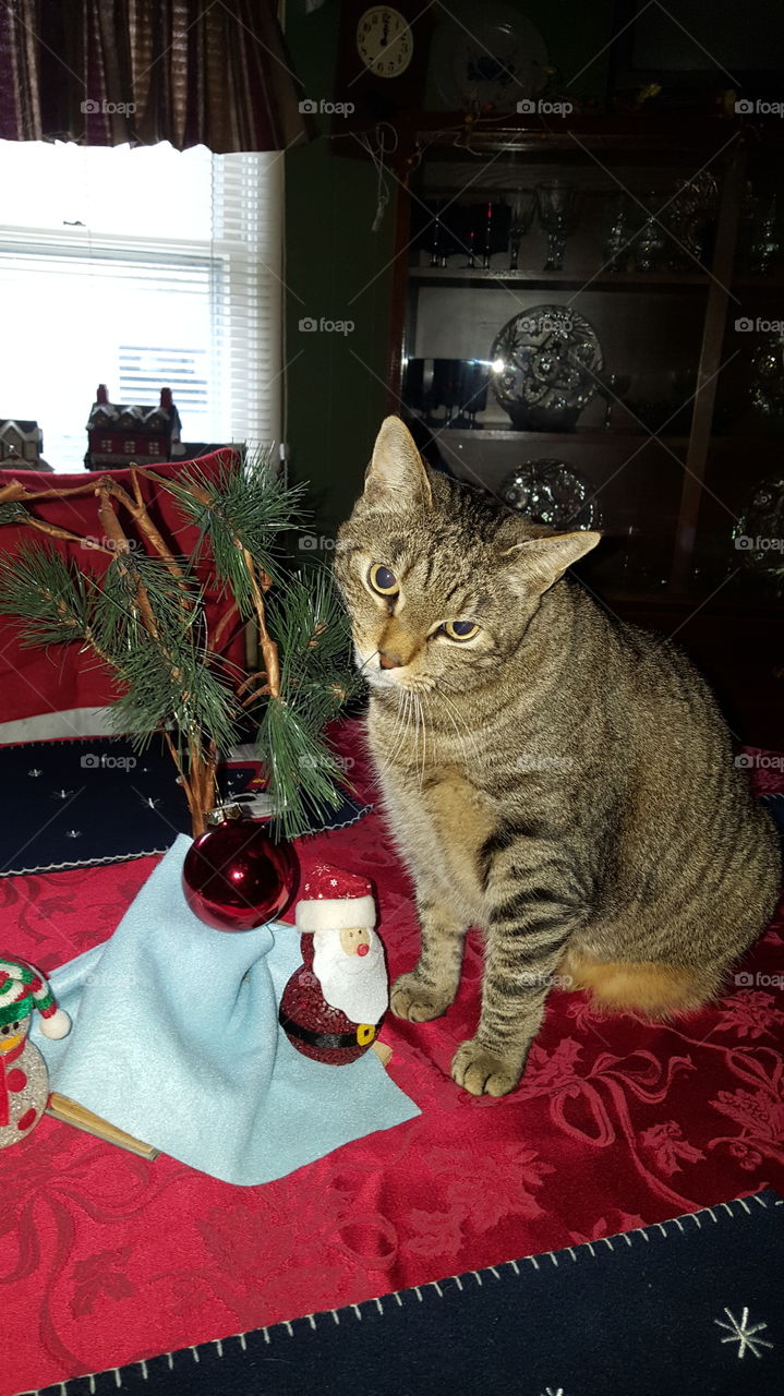 Kitty and Charlie brown tree