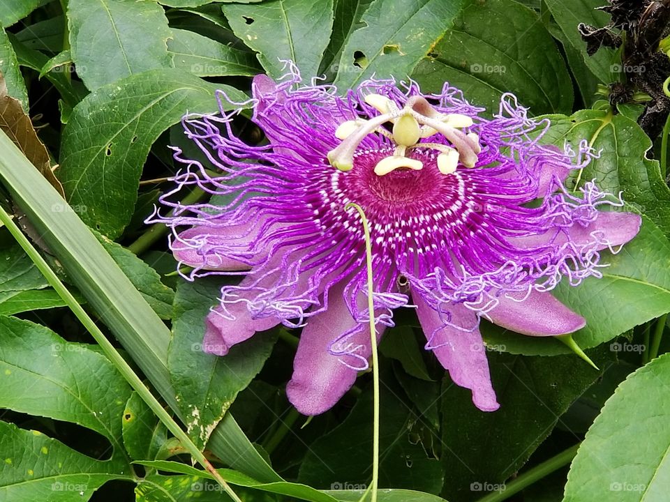 Strange purple flower