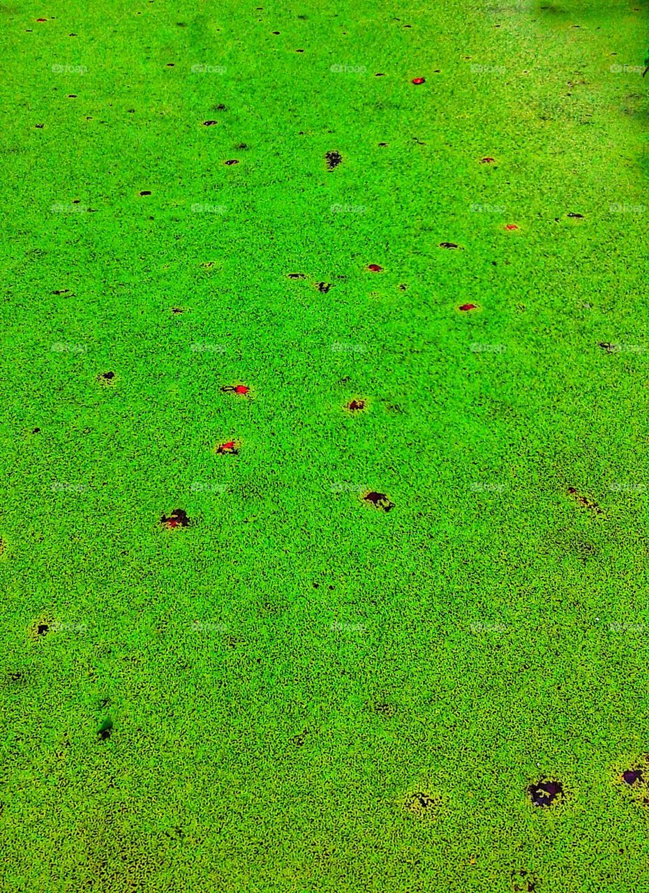 Pool and Moss