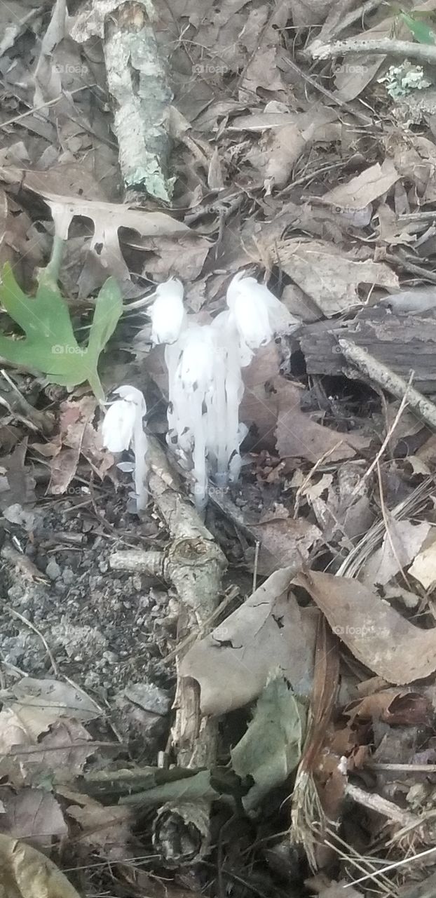 ghost mushrooms