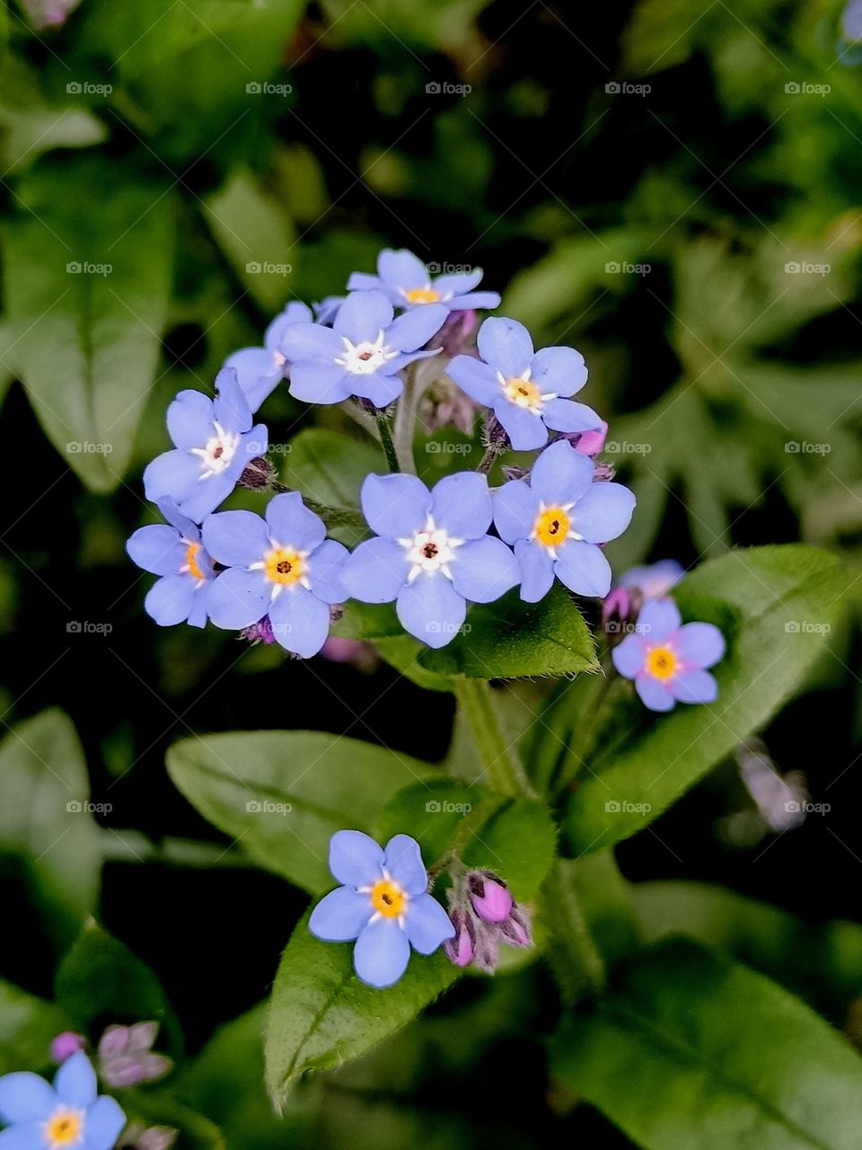 forget me not
