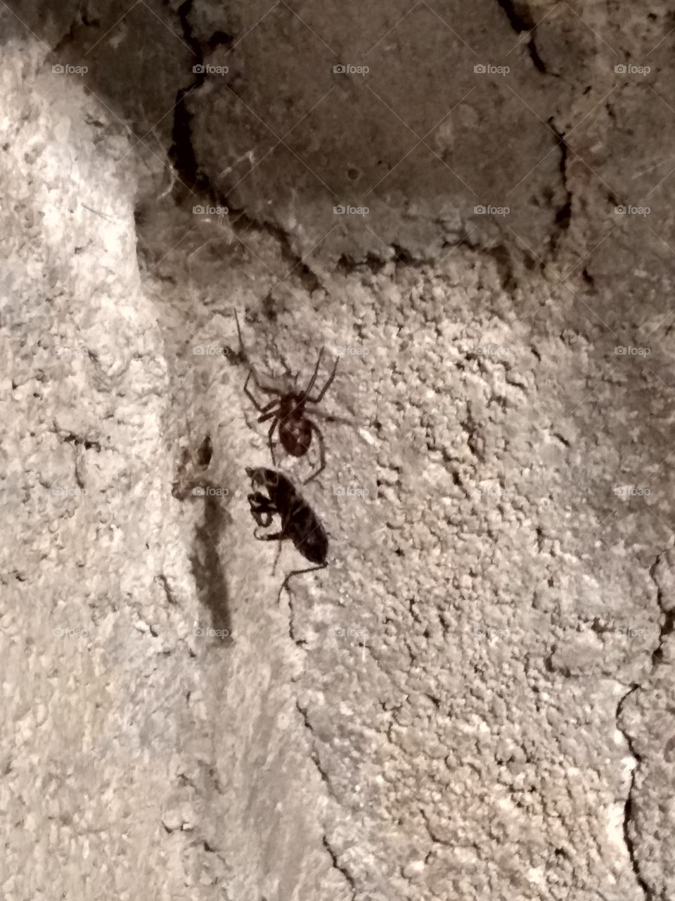 araña preparando su presa