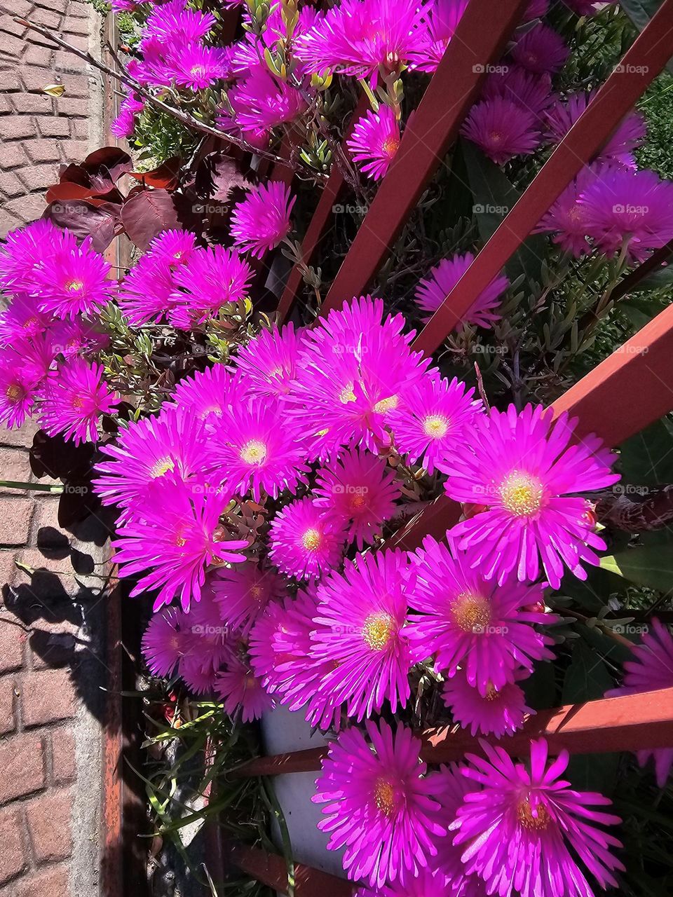 The Trailing Ice plant can be seen in Spring, in a variety of vibrant, striking colors. This is neon pink is one of these attractive colors.