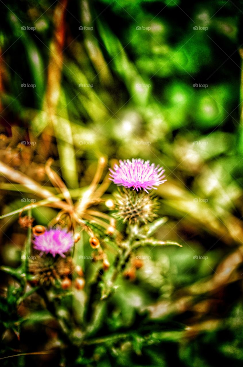 Thistle