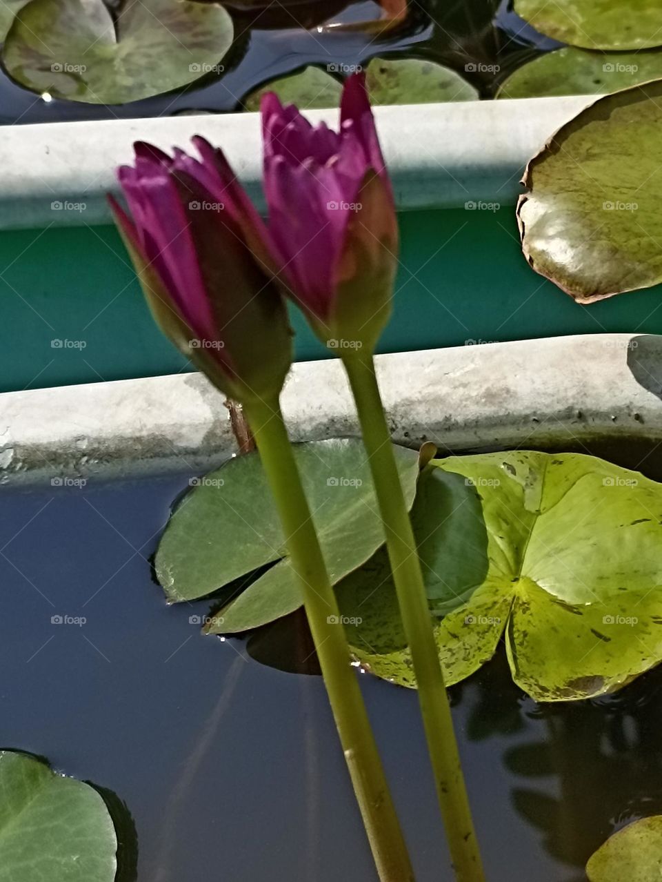 🩷🩷lovers😍😍