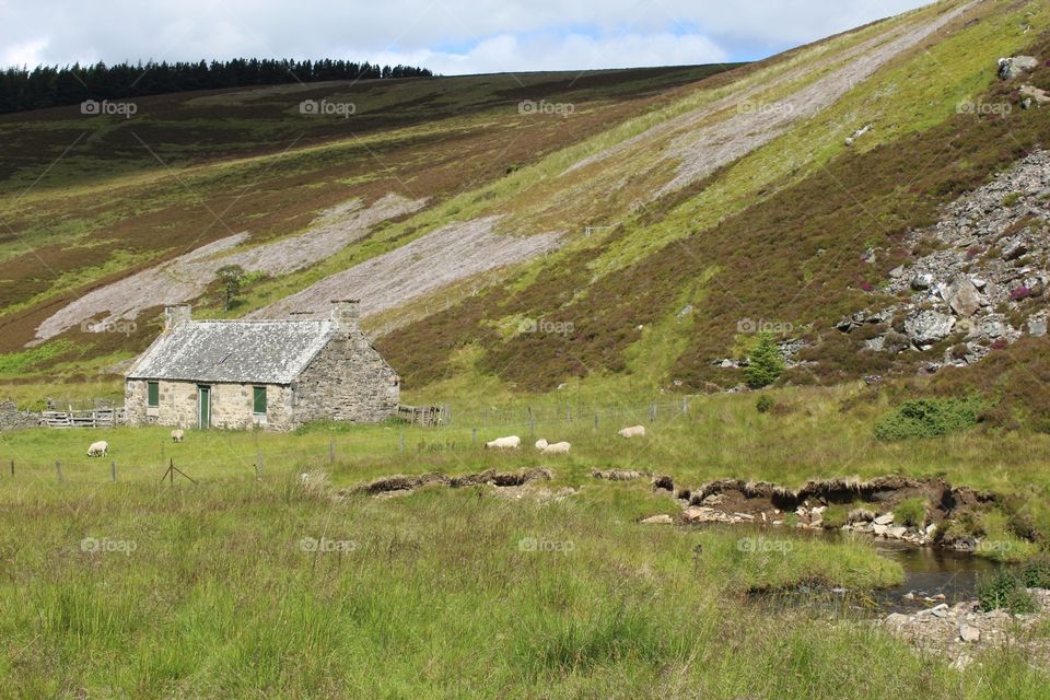 Landscape, Grass, No Person, Nature, Sheep