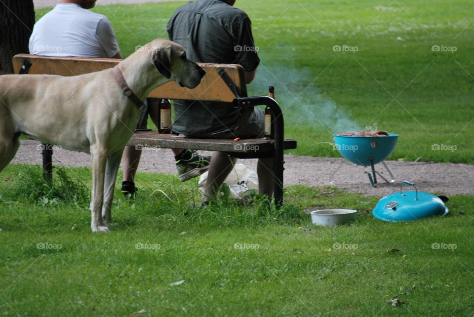 Men and dog in park