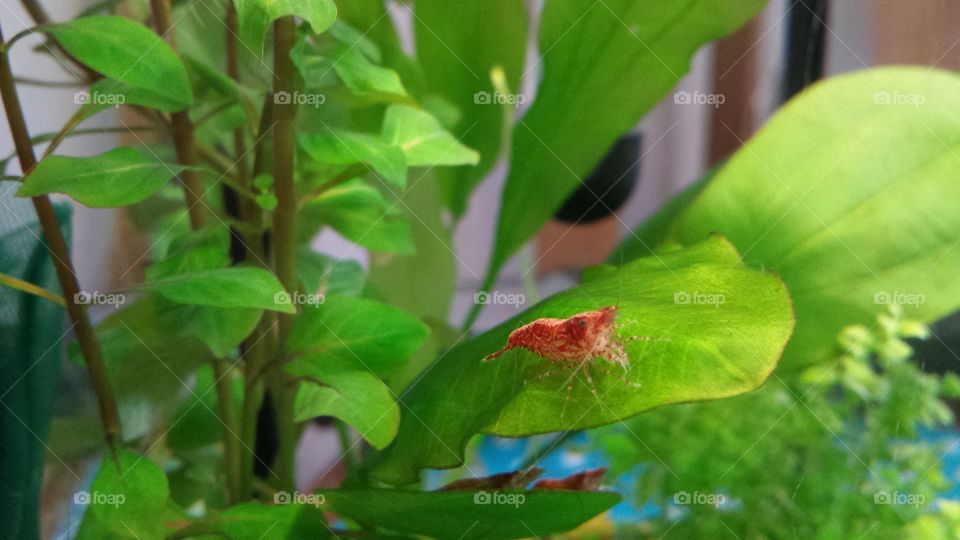 aquarium fire shrimp