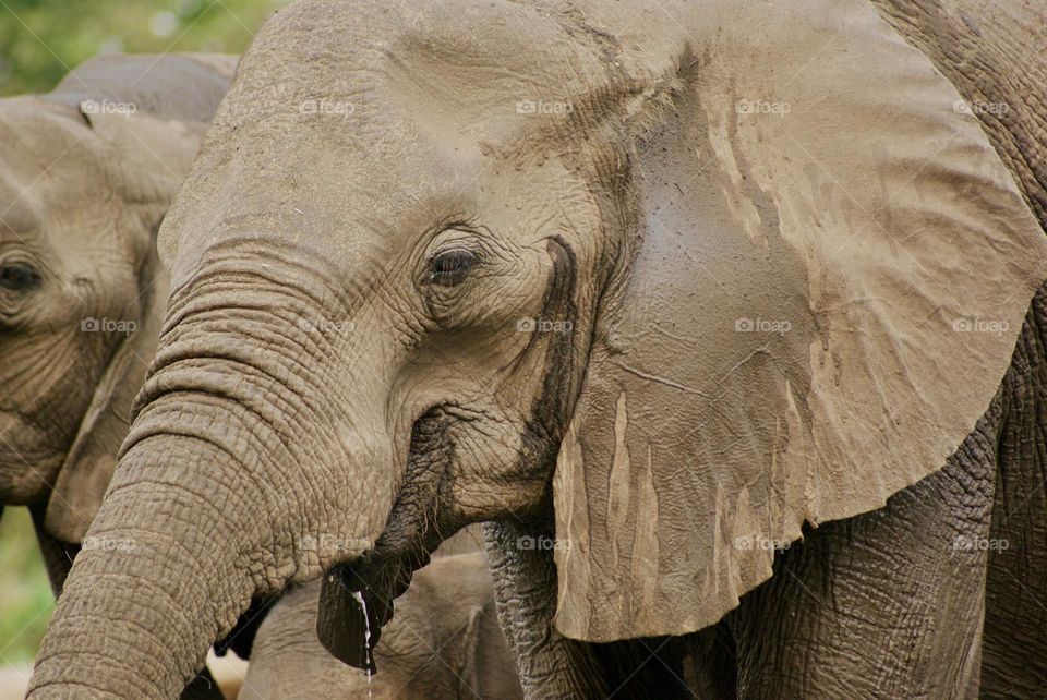 A close up shot of an elephant 