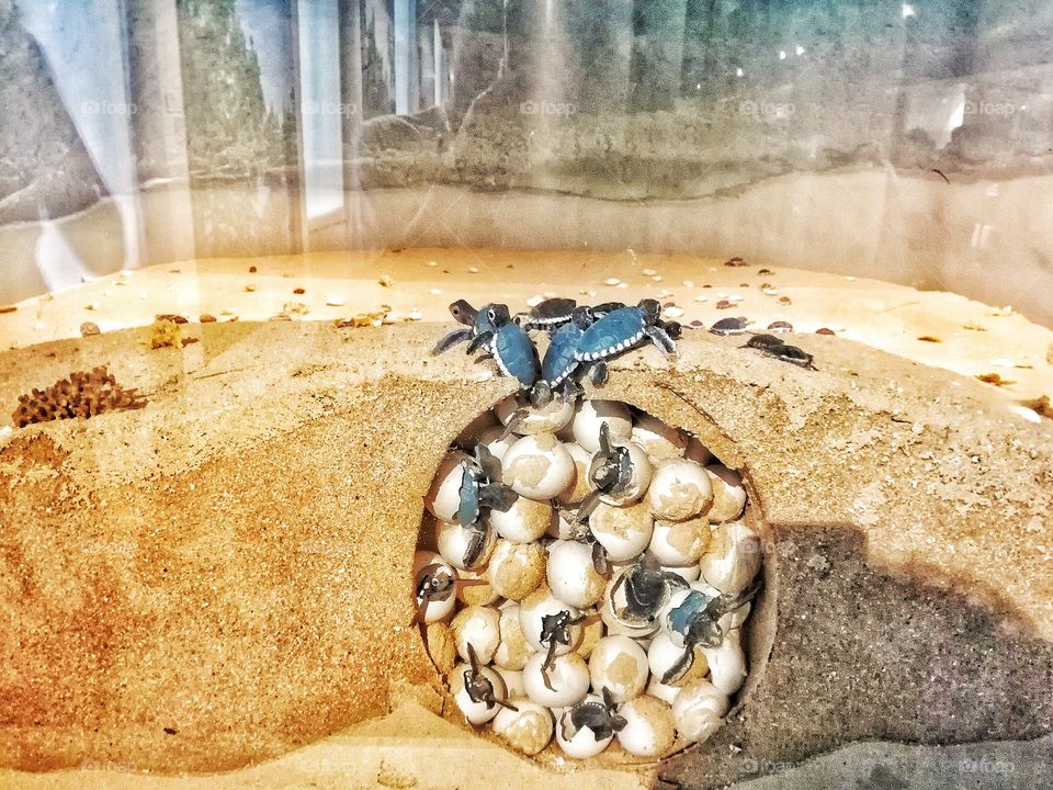 Baby sea turtles hatch from their nest. The sea turtle lays up to 100 eggs, which incubate in the warm sand for about 60 days. Photo taken at the National Museum of Natural History in Manila Philippines. 😉🐢🐢🐢