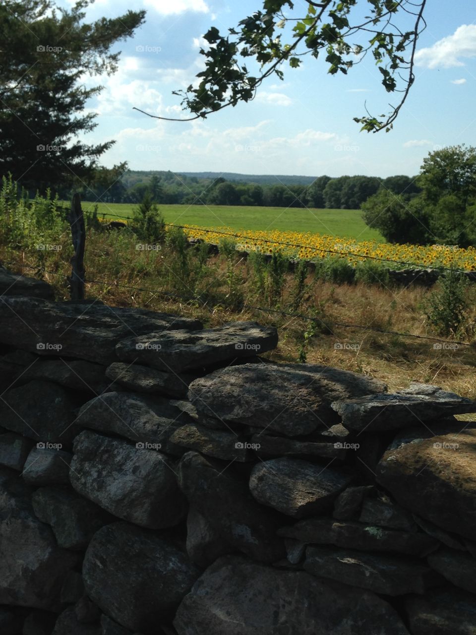 Connecticut sunflower field 2