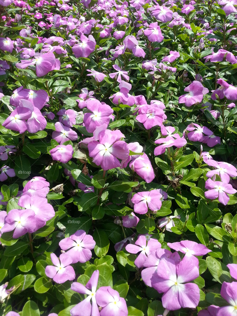 Purple Flower shrub