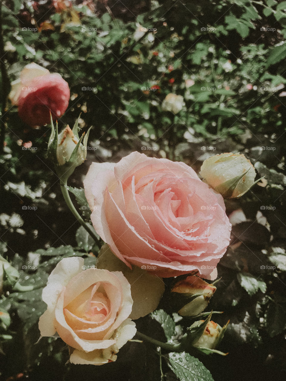 Roses 