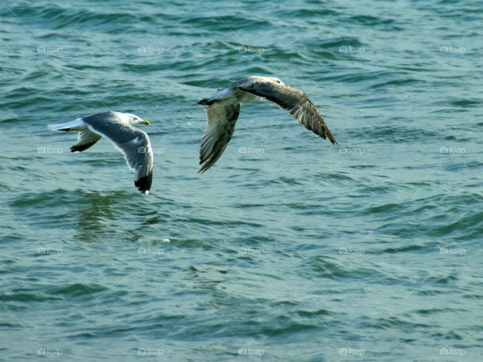 two seagulls flying above the sea