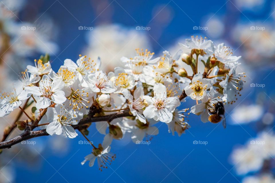 A white spring flowers