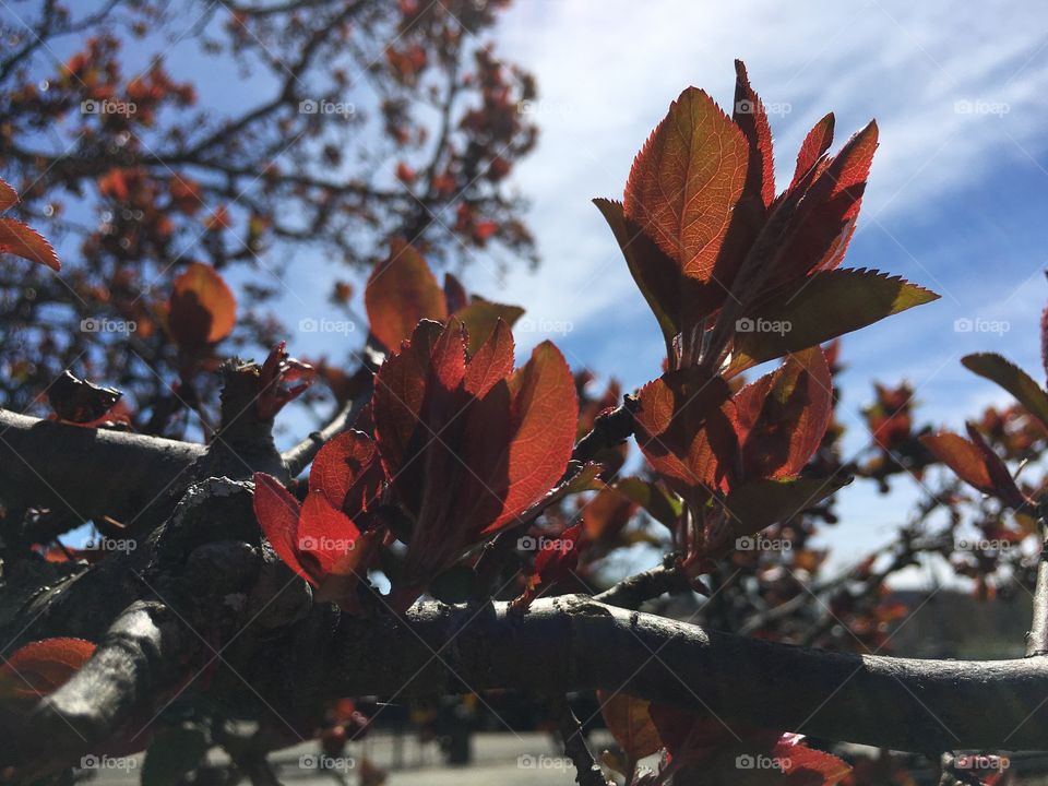 Fresh leaves