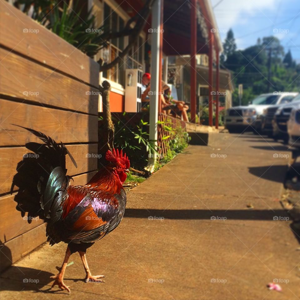 Rooster in Maui on the street