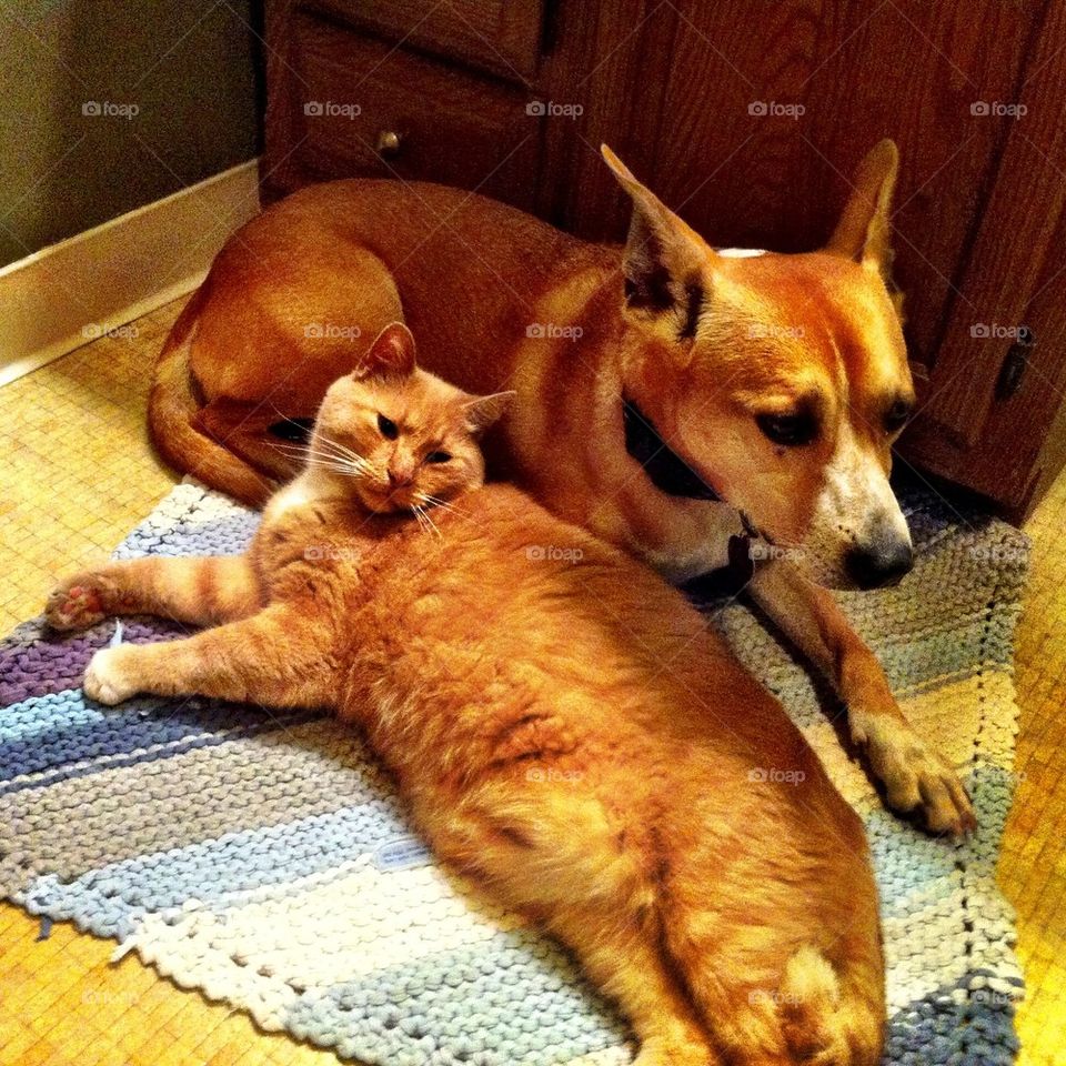 dog cat friends comfort by serenitykennedy