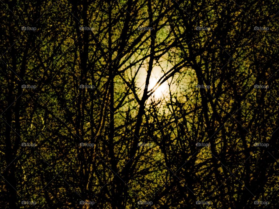 Moon lit trees 