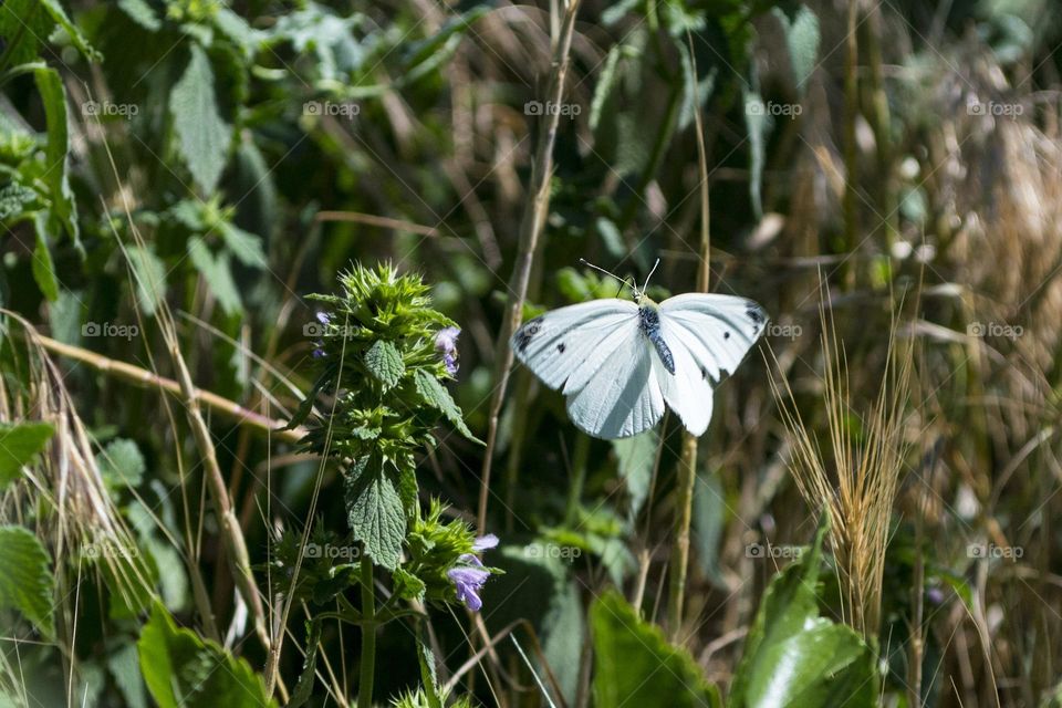 White butterfly in flight