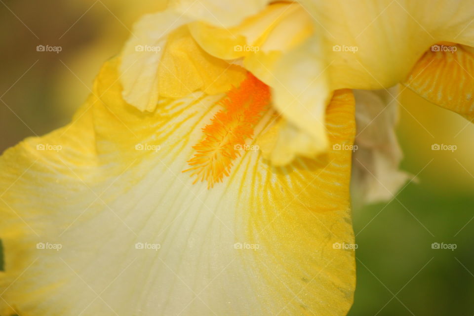 Yellow Iris 