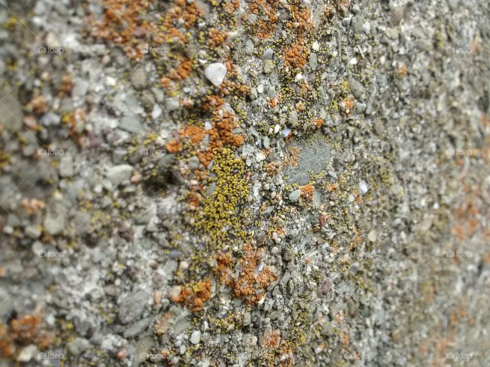 Fungus lichen texture on stone