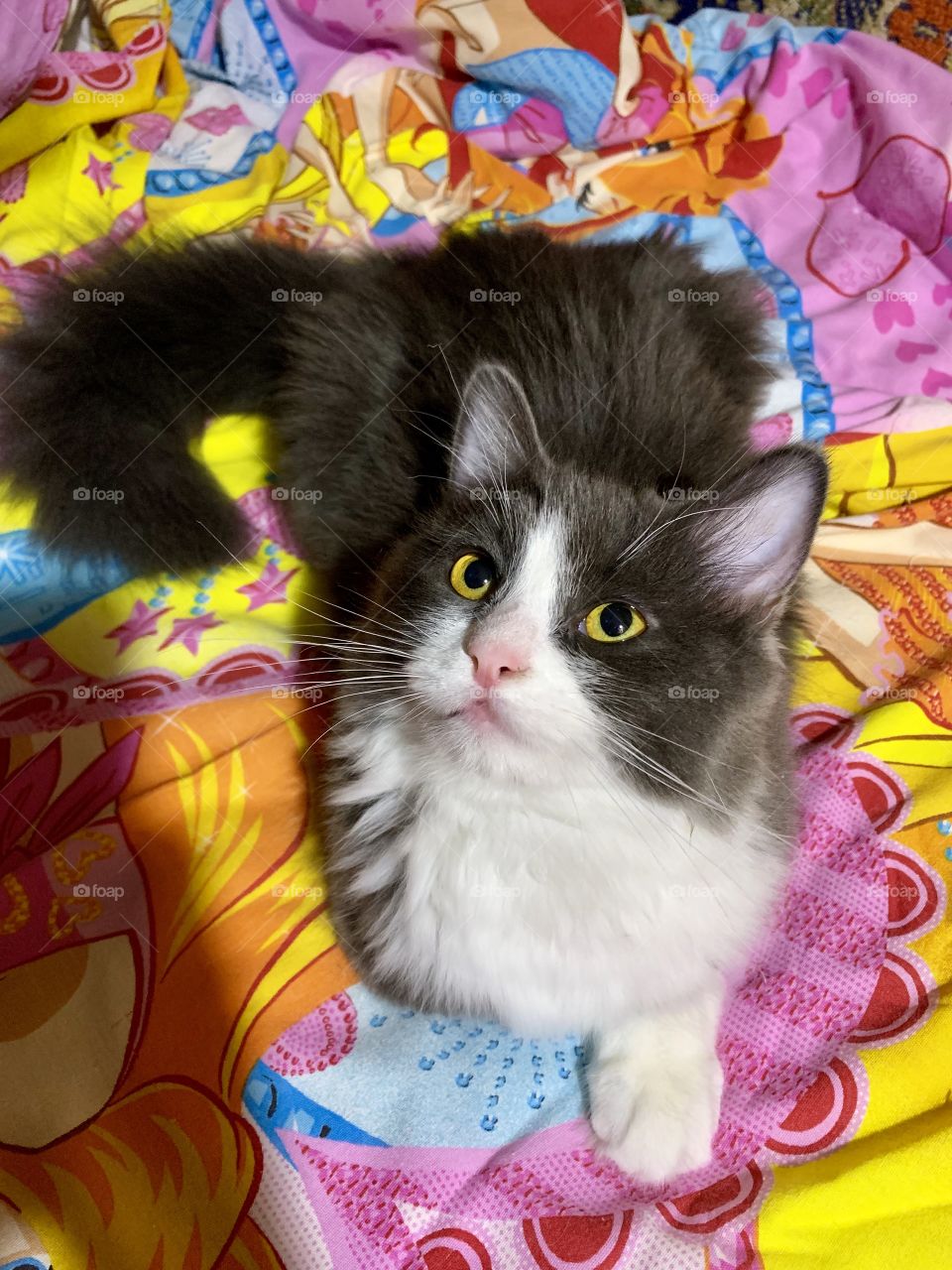 fluffy green-eyed cat