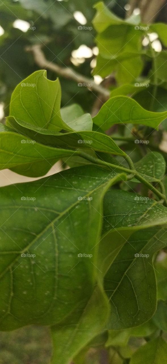 tree leaves