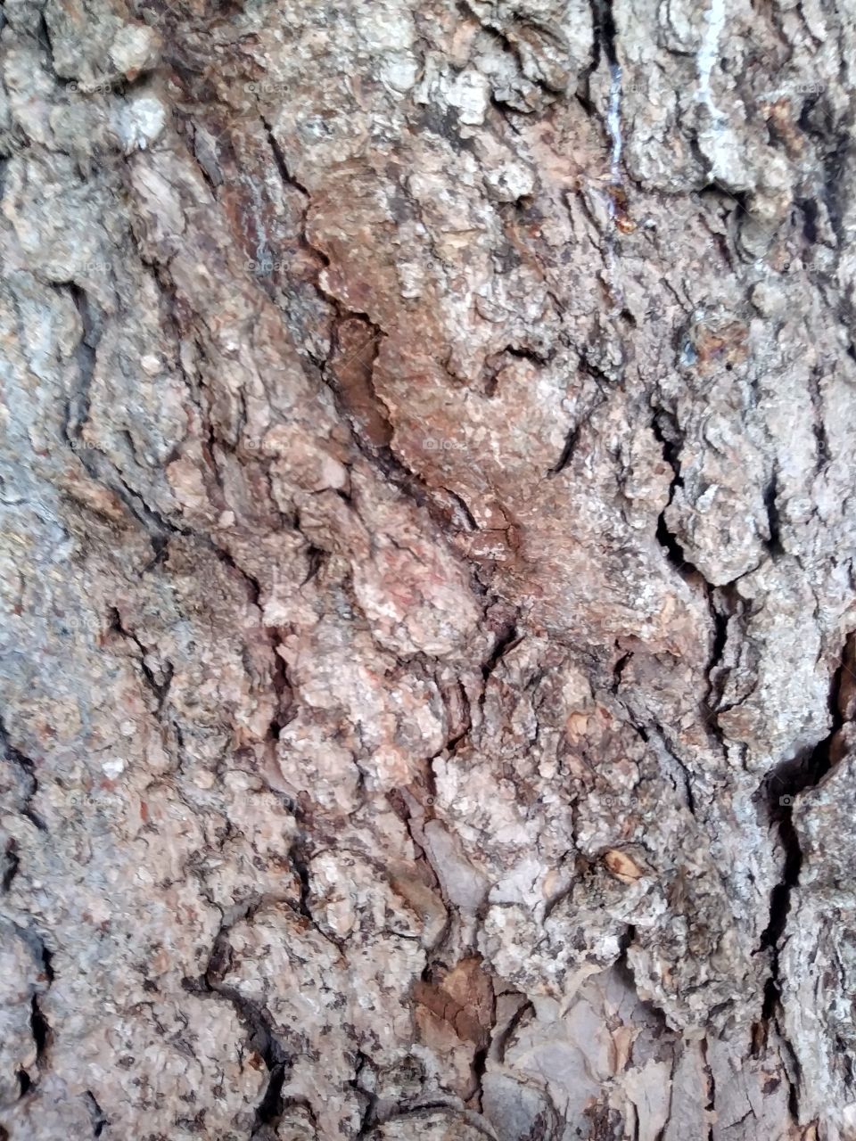 The bark of a pine tree