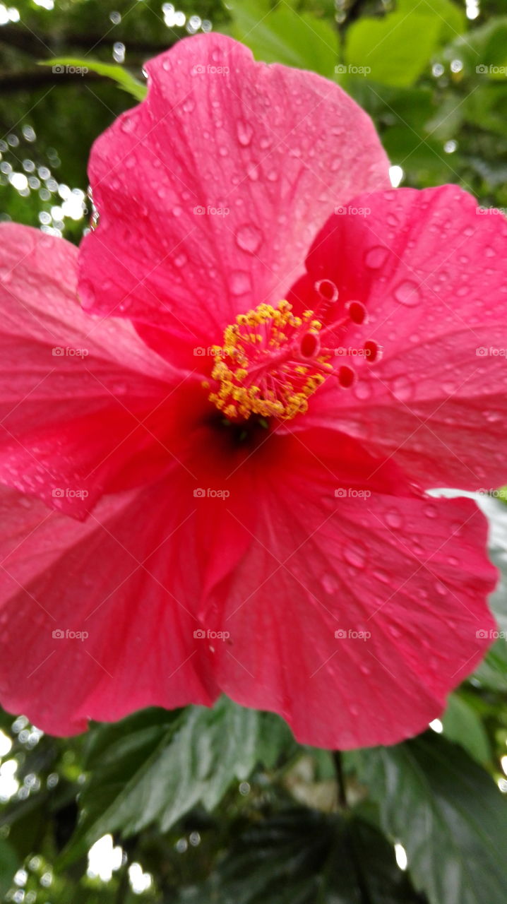 Red hibiscus in Rain